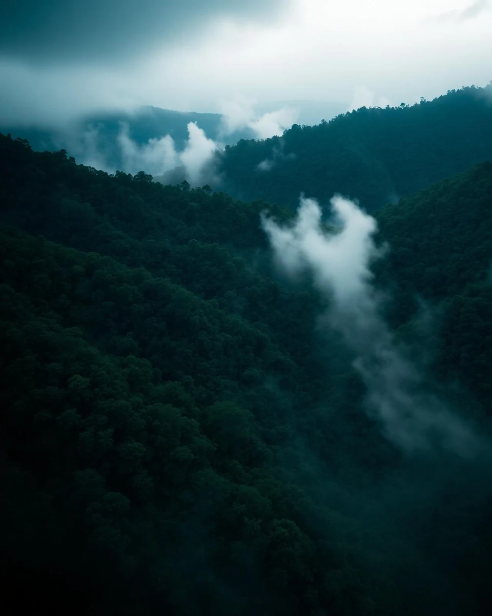 Cloud forest inside a protected natural reserve